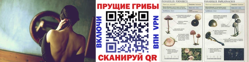 Галлюциногенные грибы Psilocybe  цена   Дагестанские Огни 